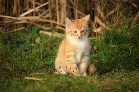 Free Images : grass, kitten, fauna, whiskers, vertebrate, domestic cat ...