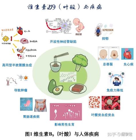 B族维生素系列（七）：维生素B9（叶酸）（3）叶酸与疾病篇（下） - 知乎