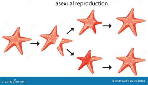 Asexual Reproduction Fragmentation with Starfish Stock Vector - Illustration of marine, biology ...