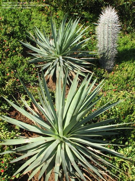 PlantFiles Pictures: Agave Species, Century Plant, Sotol Maguey (Agave dasylirioides) by CactusJordi