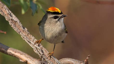 カバードの iittala - Golden-Crested Kinglet グリーン バード イッタラ オイバの クマパック - www.acierto.com.co