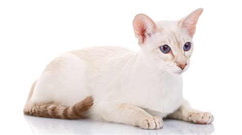 Colorpoint Shorthair - A Complete Breed Guide from The Happy Cat Site