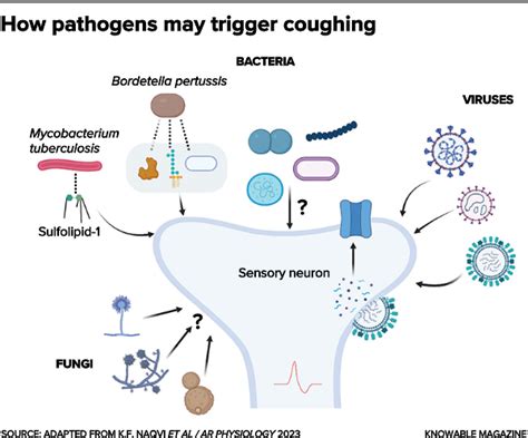 The science of why you cough, when it’s good for you and when it’s not