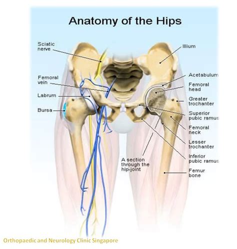 Anatomy Of Hip Pain