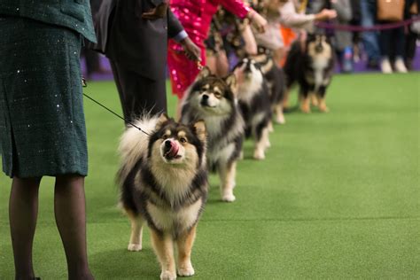 By the Numbers: Westminster Dog Show Group Winners