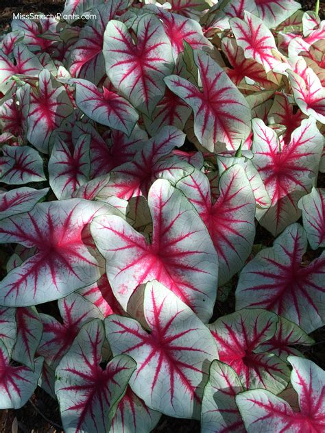 Caladium - Alchetron, The Free Social Encyclopedia