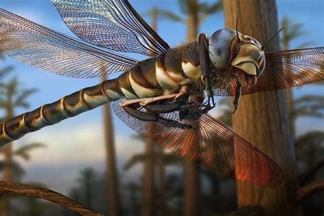 The biggest insect ever was a huge dragonfly | Earth Archives