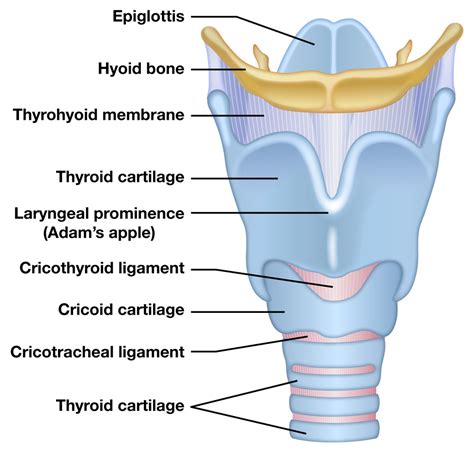 Medical Images | Art & Science Graphics