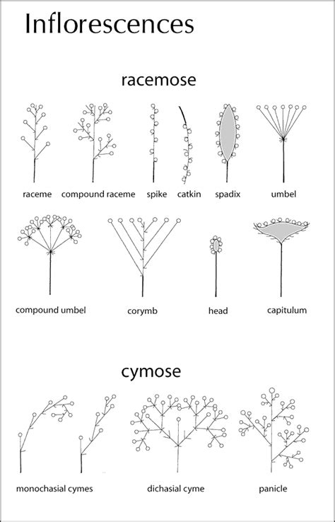 Morphological terms | Botânica, Arte, Desenho