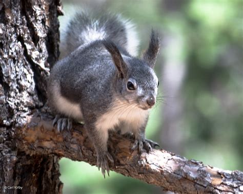 Abert's Squirrel ( Sciurus aberti ) | The Abert's squirrel l… | Flickr