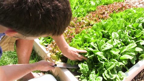 Harvest lettuce All Season With Cut and Come Again Harvesting - YouTube