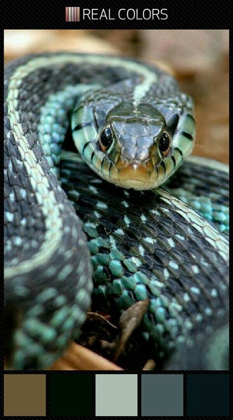 Snake color palette swatches | Beautiful snakes, Animals, Garter snake