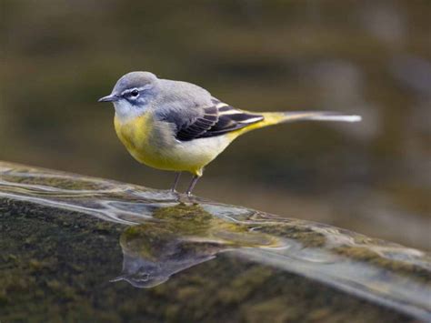 The Grey Wagtail Identification Habitat & Migration - Yellow Wagtail Vs ...