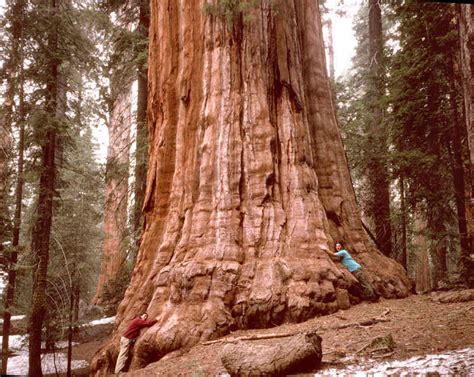 Info Flicks: Ten Tallest Trees On The Earth