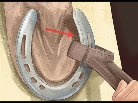 Horseshoeing | How to shoe a horse? | How to shoe a horse step by step - YouTube