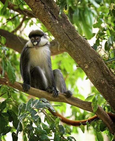 Red Tailed Monkey Photograph by Steven Upton - Pixels