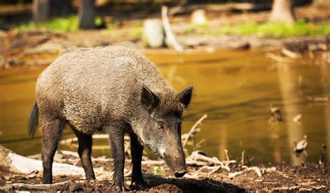 Wild Boar - Facts, Diet & Habitat Information