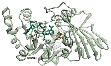 5 Globular Protein Examples: That You Should Know – Lambda Geeks