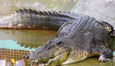 Bechay Blogs: Lolong: the Largest Captured Saltwater Crocodile, Died