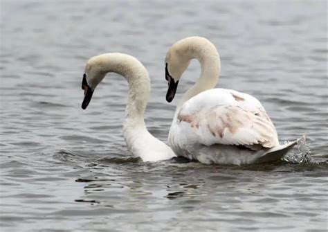 Swan Behavior - AnimalBehaviorCorner