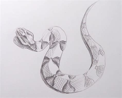 How To Draw A Snake Snake Drawing Snake Sketch Snake Art – NBKomputer