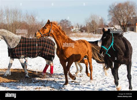 Wild horses running in snow hi-res stock photography and images - Alamy