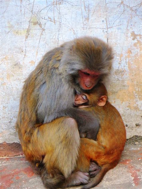 Monkeys hugging in Kathmandu | Smithsonian Photo Contest | Smithsonian ...