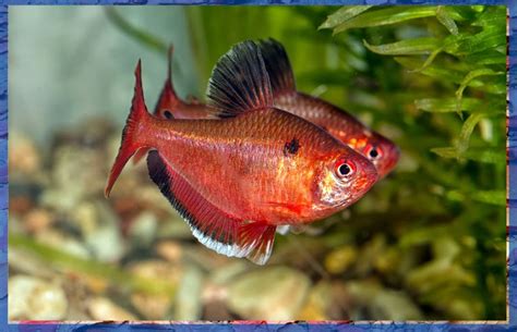 Red Tetra Fish