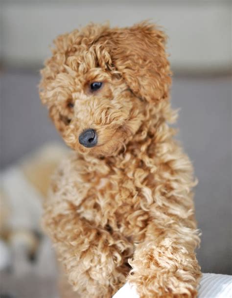 Apricot miniature poodle, 4 month | Dog training, Dog behavior, Basic dog training