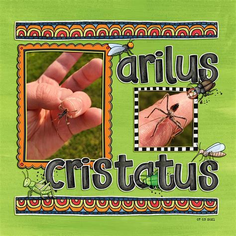 Arilus Cristatus