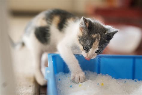 Kitten Training 101: How to Litter Box Train a Kitten | Heart + Paw