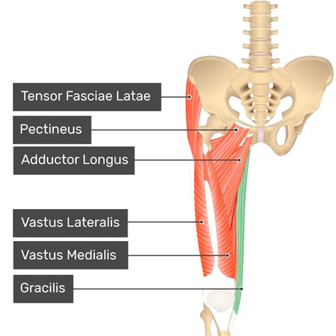 Gracilis Muscle Diagram