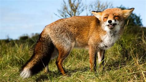 Identifying Fox Dens And Fox Holes: Guide & Pictures