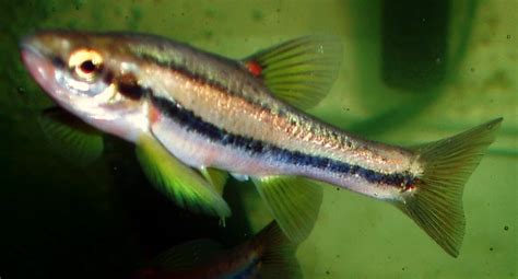 Southern redbelly dace Care Guide: Diet, Tank Mates, Diseases, Breeding & More