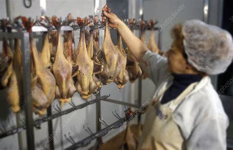 Chicken slaughterhouse - Stock Image - T935/0021 - Science Photo Library