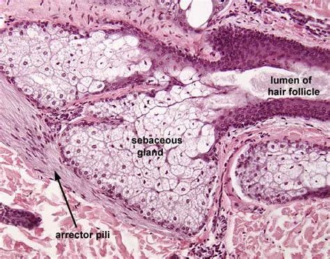 Histology at SIU