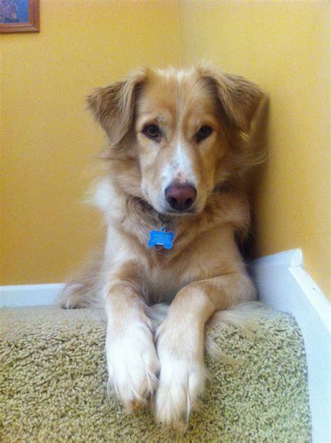 Golden border- golden retriever border collie mix