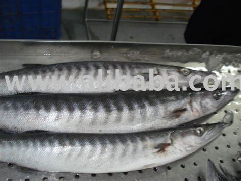 Baracuda,India price supplier - 21food