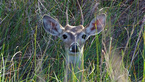 10 Wildlife Species in The Texas Hill Country - Texas Hill Country