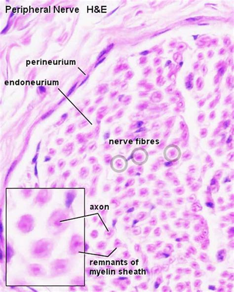 ANAT2241 Nervous Tissue - Embryology