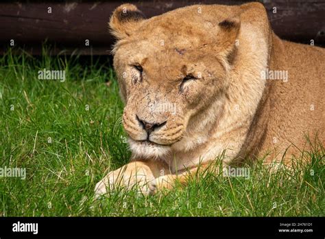 Male maneless lion Stock Photo - Alamy