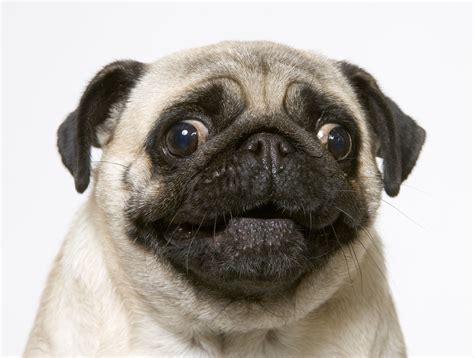 Le #chien #carlin Cutest Pug Ever, Love Hug, Cute Pugs, Pug Lover, Make Me Smile, Canine ...