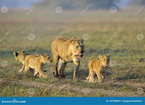 Lioness after Hunting with Cubs. Stock Photo - Image of kitten, carnivore: 16790094