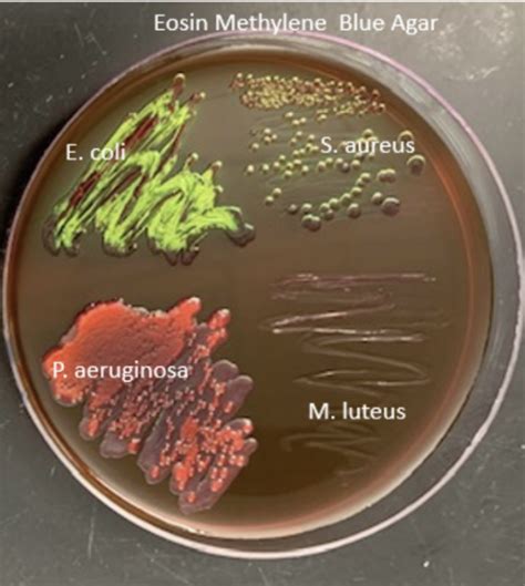 Solved Which organism below displayed the most vigorous | Chegg.com