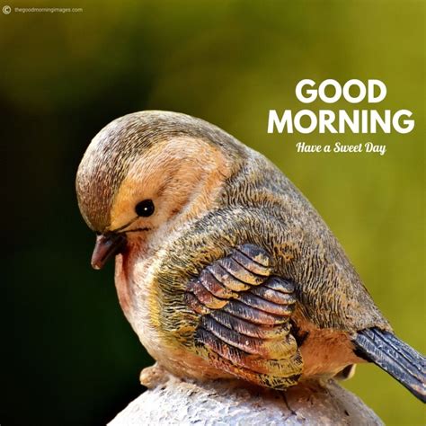 50+ Best Good Morning Birds Images To Wish Anyone [2020]