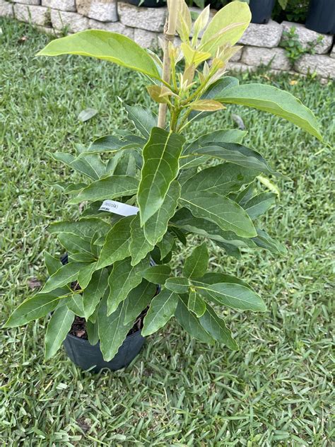 Mexicola grande avocado grafted live tree 3 ft tall | Etsy