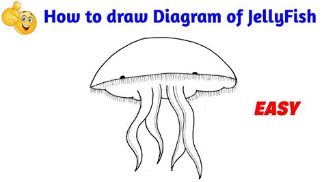 Jellyfish Diagram For Kids