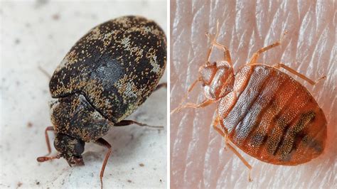 Carpet Beetles Bites On Humans – Two Birds Home