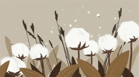 Cotton Plant Background Photos, Vectors and PSD Files for Free Download | Pngtree