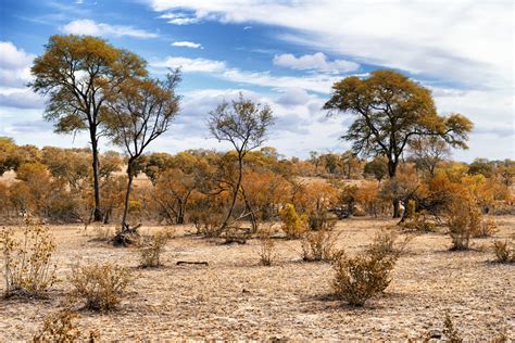 African Savanna Landscape